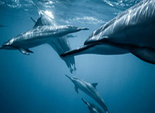 CBA-赵继伟首秀轰24+7姜宇星10分 辽宁力克新疆